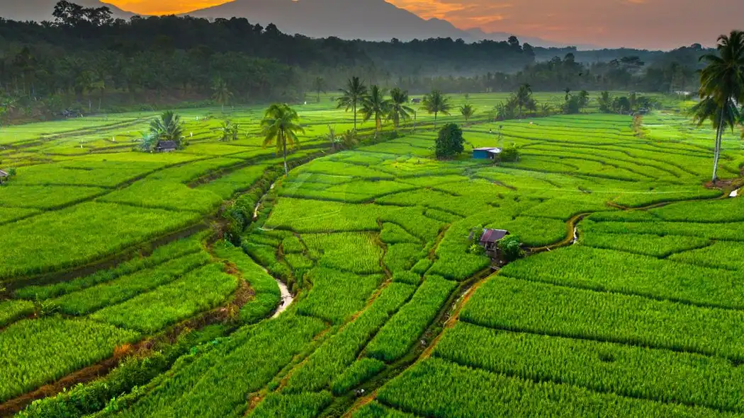 Pemandangan udara yang menakjubkan dari sawah menghijau saat matahari terbenam di Bengkulu, Indonesia.